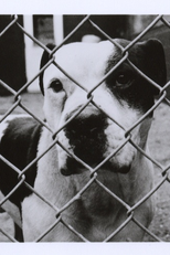 A Little Vicious (A Little Vicious)