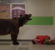 Thoughts and Bears