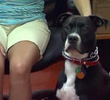 Bella & Big Boy, and Gracie