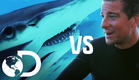 Episódio completo: Bear Grylls vs. Tubarões | Shark Week | Discovery Brasil