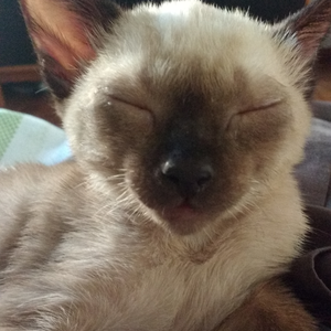 Foto de perfil de Rafael