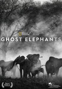 Elefantes Fantasmas (Ghost Elephants)