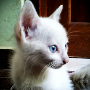 Foto de perfil de isaisdead