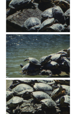 Tartarughe d’acqua (Tartarughe d’acqua)