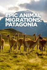 Migrações animais épicas: Patagônia (Epic Animal Migrations: Patagonia)