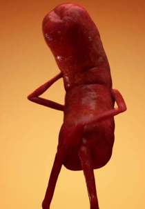 A Dança das Linguiças (Twerking Sausages)