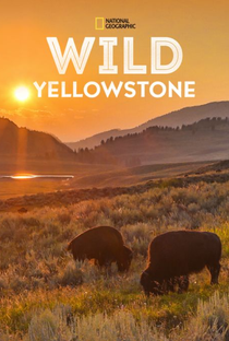 Yellowstone Selvagem - Poster / Capa / Cartaz - Oficial 1