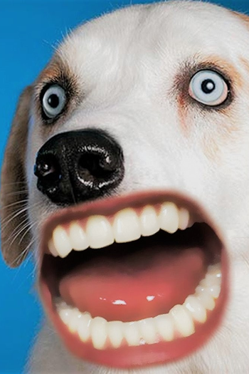 Poster de Curta Woof (2016)