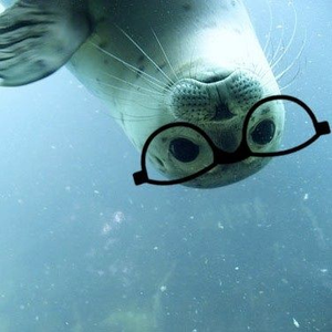 Foto de perfil de Foca