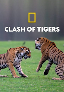 Fúria de Tigres (Clash of Tigers)