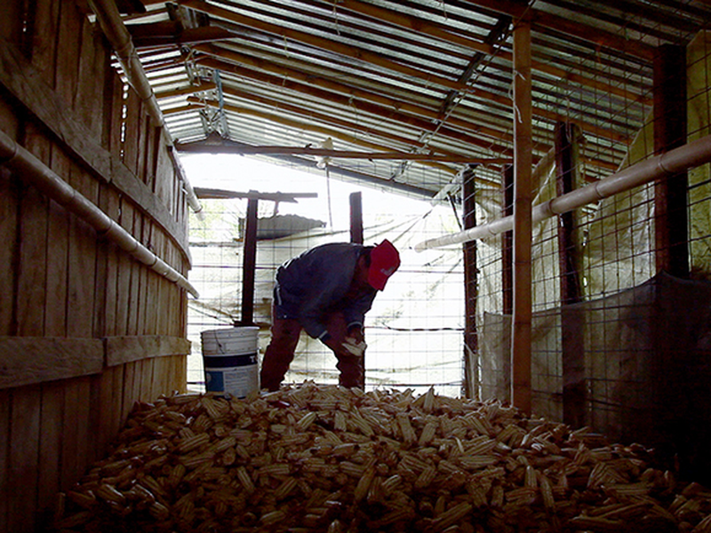 Foto 5 de Bosque de Névoa