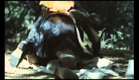 El Bosque del Lobo (The Ancines Woods) (Pedro Olea, España, 1971) - Trailer