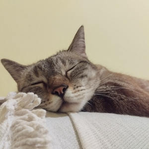 Foto de perfil de Carol S.