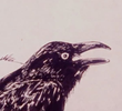 Crow