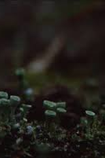 Origin of the Species (Origin of the Species)