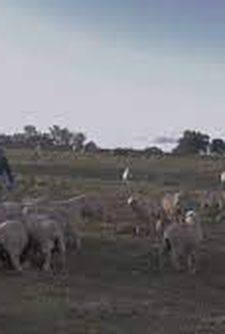 Poster 1 de Curta Piratinin (2022)