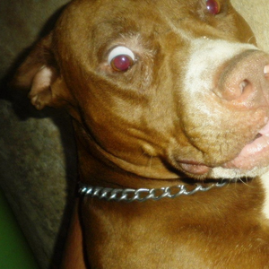 Foto de perfil de oblivion