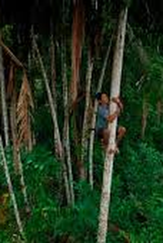 Poster 1 de Filme Mamirauá (2018)