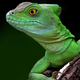 carloslagarto