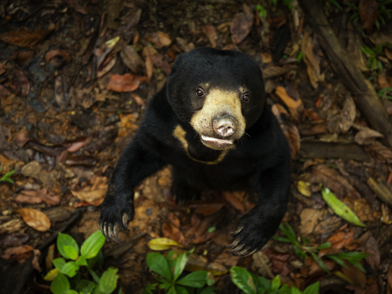Foto 2 de A vida Secreta dos Animais