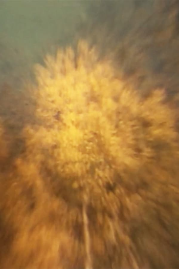 Poster de Curta Über den Flammenbaum (1977)