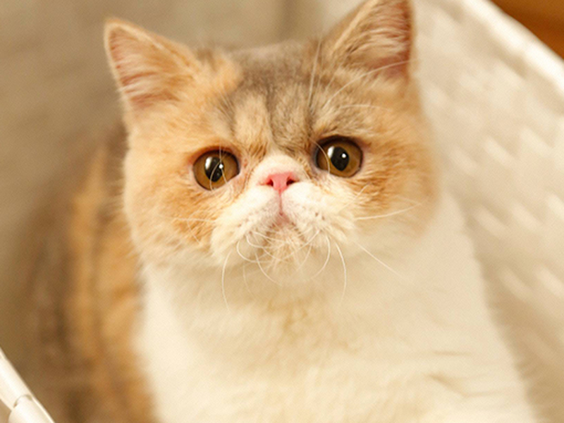 Foto 8 de Otona Joshi