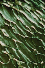 The Galilean Satellites: Europa (The Galilean Satellites: Europa)