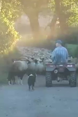 Farm Film (Farm Film)
