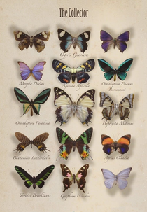 O Colecionador (The Collector)