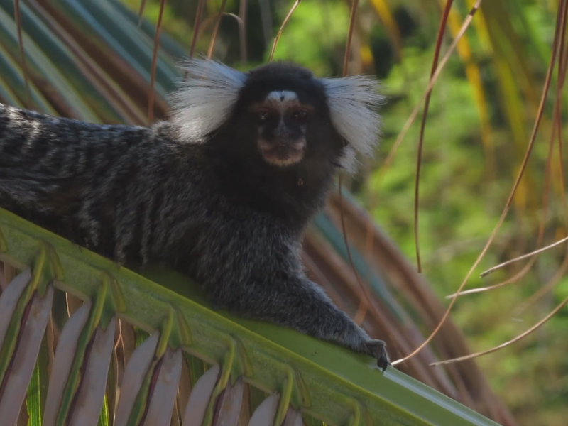 Foto 3 de Lá e de Volta Outra Vez