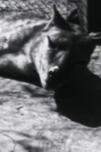 Poster de Episódio The Tasmanian Tiger Down Under (2018)