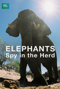 Elephants - Spy in The Herd - Poster / Capa / Cartaz - Oficial 1