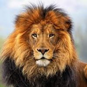 Foto de perfil de Artur