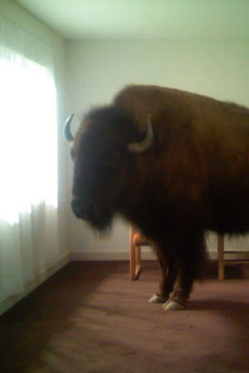 Poster de Curta Migration (2008)