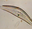 Micro-Clues