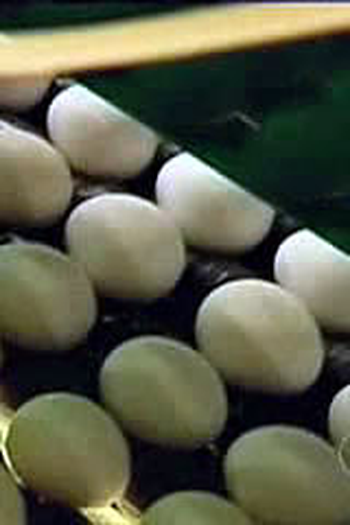 Poster de Episódio The Egg-Files (1999)