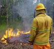 Wildfire