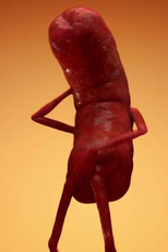 A Dança das Linguiças (Twerking Sausages)