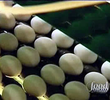 The Egg-Files