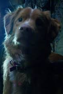 Indy (XVII) - Poster 1