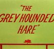 The Grey Hounded Hare