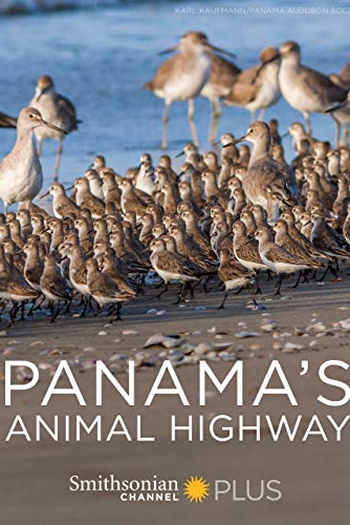 Poster de Filme Panamá - Rota Animal (2017)