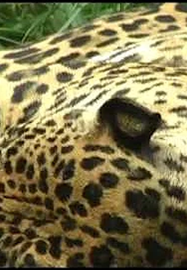 Xokxop Pet (Xokxop Pet)