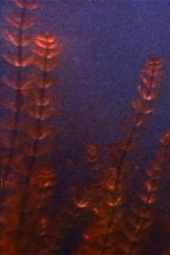 Poster de Curta Pond and Waterfall (1982)