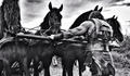 Dwayne Johnson e imagem dos bastidores de “Hercules: The Thracian Wars”