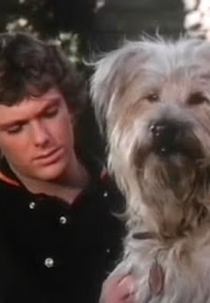 Boomer (2ª Temporada) (Here's Boomer (2nd Season))