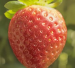 The Extraordinary Life and Times of Strawberry