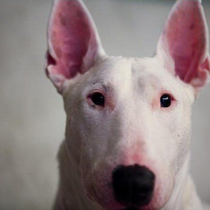 Foto de perfil de Hugo