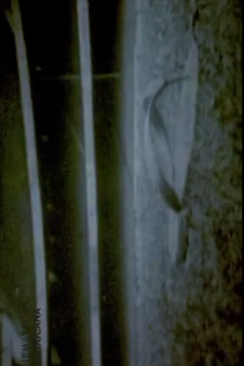  de Curta Corinthians, Coração (1977)