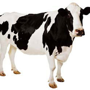 Foto de perfil de Eglânio Pessoa